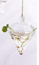 Hanging Glass Hydroponic Vase for Succulents and Decor